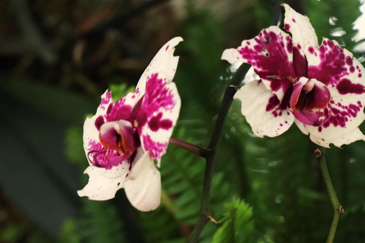 Pousada Santa Thereza Serra Negra  Ngoại thất bức ảnh