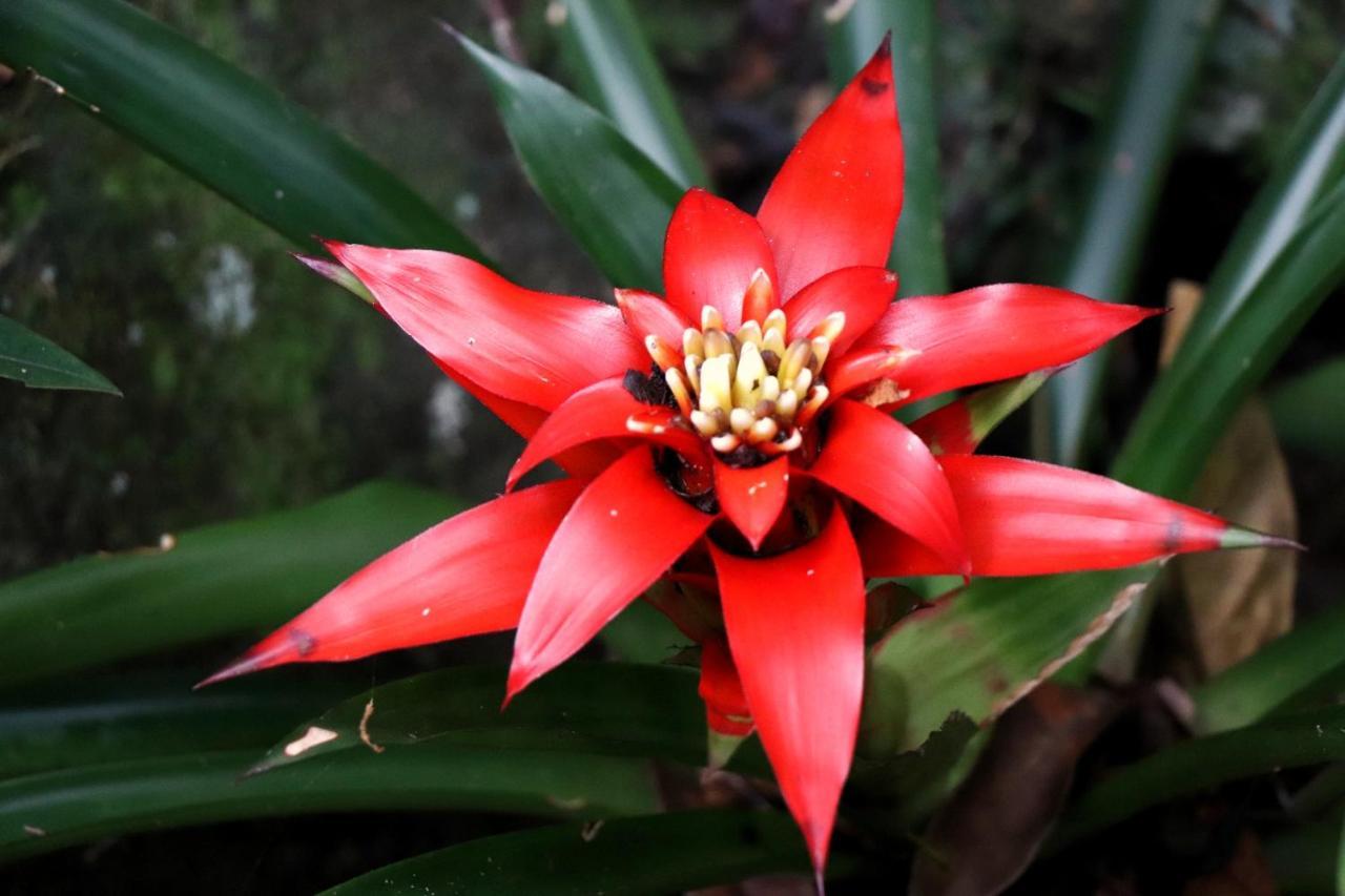 Pousada Santa Thereza Serra Negra  Ngoại thất bức ảnh